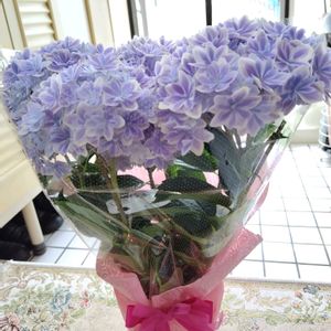 紫陽花,紫陽花　万華鏡,鉢植え,母の日のプレゼント,かわいい花の画像