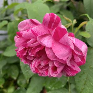 アブラカタブラ,薔薇 オレンジスプラッシュ,四季咲き大輪バラ　ミルキーパフェ,バラ 鉢植え,絞りのバラの画像