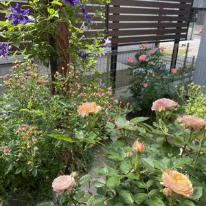 クレマチス,ばら バラ 薔薇,半日陰の花壇,ガーデンネックレス横浜2024コンテスト,テラスの画像