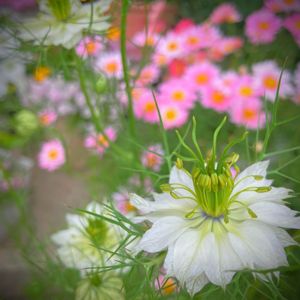 ニゲラ,鉢植え,可愛い,白い花,花のある暮らしの画像