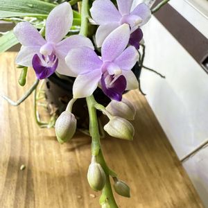 ファレノプシス　紫式部,かわいい,花芽,洋蘭,きれいの画像