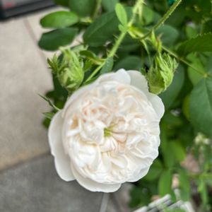 バラ マダムアルディ,バラ 鉢植え,薔薇のトレリス誘引,小さな庭の画像