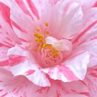 ツバキ,五色八重散椿,椿・花富貴,椿コレクション2024,花のある暮らしの画像