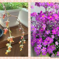 サクラソウ,アロマティカス,七福美尼（しちふくびに）,多肉植物,多肉植物の花の画像