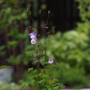姫オダマキ,今日の一枚,花のある暮らし,緑のある暮らし,庭の記録の画像