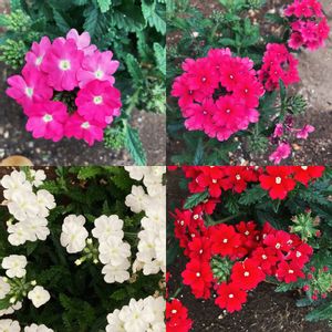 花手毬〜絢(あや)〜,サントリーフラワーズの花の苗,花壇,庭の画像