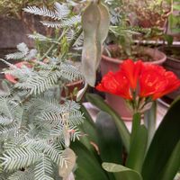 クンシラン,ミモザの種,クンシラン(君子蘭),庭の花,花のある暮らしの画像