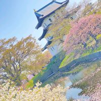 サクラ,サクラ,サクラ,五稜郭公園の桜,北海道の画像