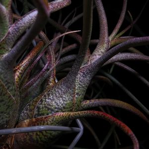 ティランジア,Tillandsia butzii,エアプランツ,着生植物,インテリアグリーンの画像