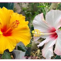 ハイビスカス,鉢植え,ネコ好き,花のある暮らし,黄色の花の画像