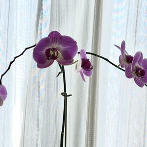 胡蝶蘭,ミディ胡蝶蘭,観葉植物,ミディ胡蝶蘭モニター,窓辺の画像