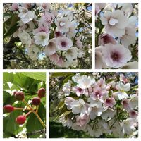 サクラ,サクラ,サクランボ,ソメイヨシノ,八重桜の画像