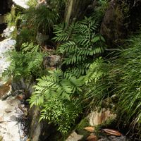 シダ,ヤシャゼンマイ,ヤシャゼンマイ,渓流植物の画像