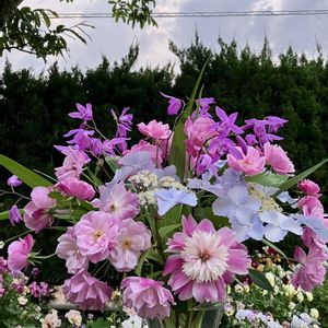 芍薬,切り花,5月の庭の画像