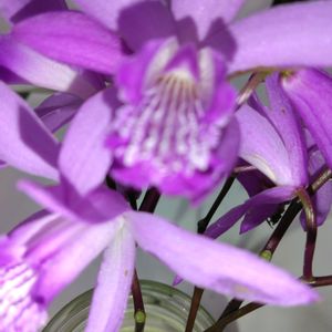 ポーチュラカ,紫蘭しらん,紫の花,いつも、いいね!ありがとうございます(*´`)♡,GSの繋がりに感謝♡の画像