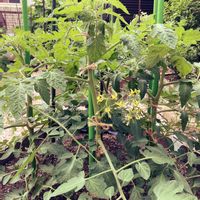 トマト,ミニトマト,季節感,家庭菜園,庭の画像