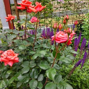 花のある暮らし,四季の彩り,薔薇バラばら♪,春庭♥️,小さな庭の画像