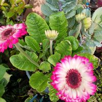 鉢植え,花のある暮らし,緑のある暮らし,可愛いお花,温泉県大分♨️の画像