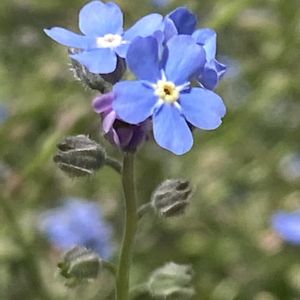 ワスレナグサ,お散歩,青い花,植中毒,スマホ撮影の画像