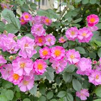 ガーデニング,咲いた！,マイガーデン,花のある暮らし,ナチュラルスタイルの画像