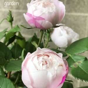 バラ,マダム ピエール オジェ,花のある暮らし,植中毒,小さな庭の画像