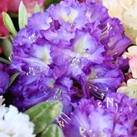 シャクナゲ,ピンクの花,紫色の花,今日のお花,紫ラブの画像