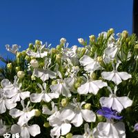 カスミソウ,ロベリア,キンギョソウ　アールグレイ,種まき,花のある暮らしの画像
