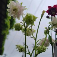 オレガノ,西洋オダマキ,八重咲きカリブラコア,日々草(にちにちそう),花は癒やし♡の画像