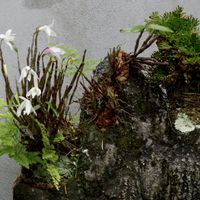 イワヒバ,セッコク,シノブ,シダ植物,山野草の画像