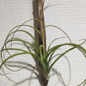 チランジア,シーディアナ×イオナンタ,観葉植物,チランジア属の画像