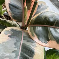 フィカス・ティネケ,フィカス・ティネケ,観葉植物の画像