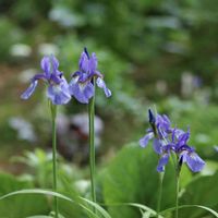 アヤメ,アルストロメリア,ジャーマンアイリス,花のある暮らし,隣の緑地の画像