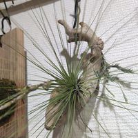 チランジア,チランジア フィリフォリア,観葉植物,チランジア属の画像