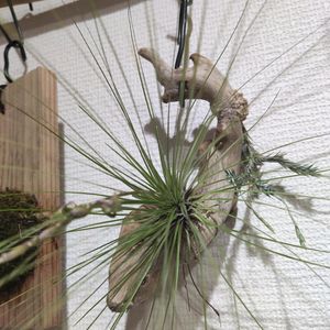 チランジア,チランジア フィリフォリア,観葉植物,チランジア属の画像