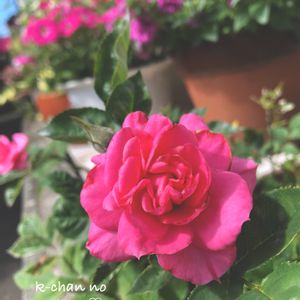 ミニバラ,花のある暮らし,お花大好き♡,咲いてくれてありがとう❤,朝のパトロールの画像