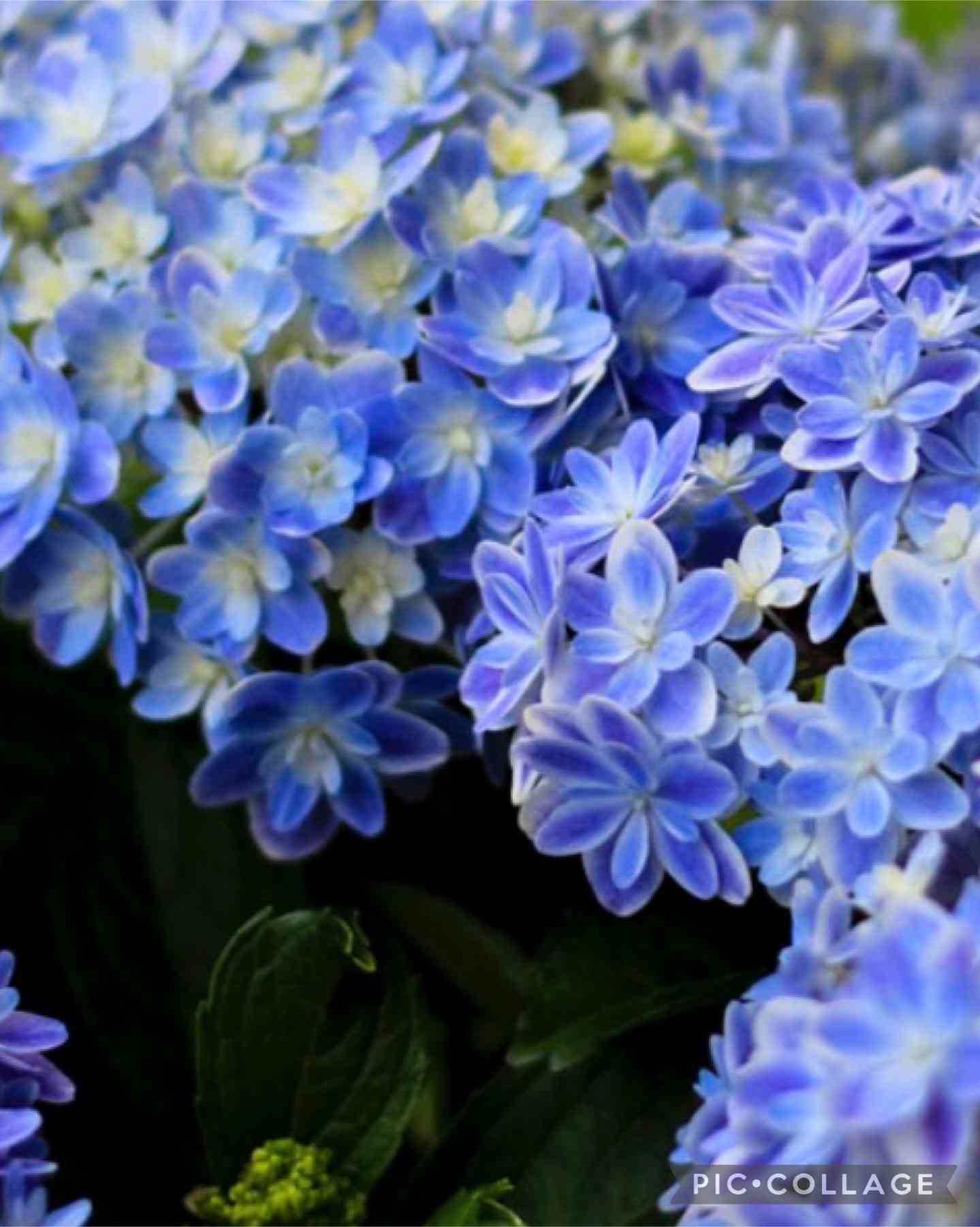 シックなブルーグリーンの紫陽花スワッグ(ブーケ）M ふっくらタイプ