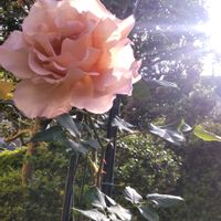 バラ,ブライダルベール,チエリーセージ,バラ・つるジュリア,庭の画像