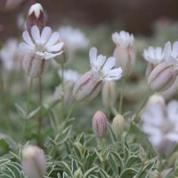 シレネ・ユニフローラ,鉢植え,グランドカバー,白いはな,白い水曜日♡の画像