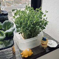 豆苗,再生野菜,家庭菜園の画像