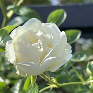 バラ,ばら バラ 薔薇,フェンス,庭の画像
