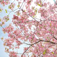ハナミズキ,ハナミズキ,dogwood tree,ピンクの花,五月の庭の画像