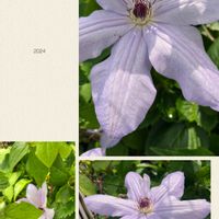 クレマチス,꒰ღ˘◡˘ற꒱かわゅ~,植物中毒,今日の一枚❤,お花は癒しの画像