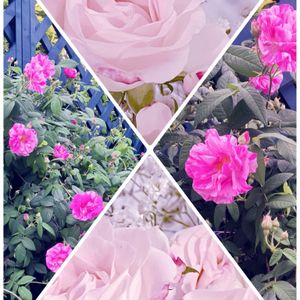 ミニバラ,薔薇,かわいい,大好き,いい香りの画像