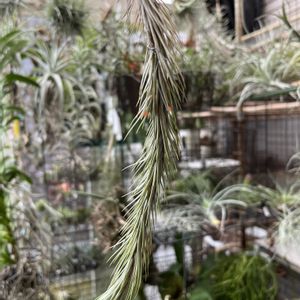 チランジア属,インテリアグリーン,植物のある暮らし,エアープランツ/チランジア,ティランジア属の画像
