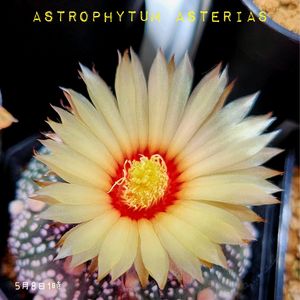 サボテン,兜丸,アストロフィツム属 兜丸,多肉植物,観葉植物の画像