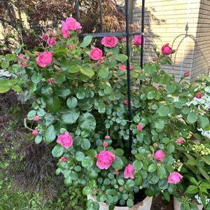 バラ,バラ,薔薇,薔薇 レオナルド・ダ・ヴィンチ,鉢植えの画像