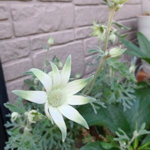 白いお花♡,フランネルフラワー♪,ローメンテの庭づくり✨,玄関アプローチの画像