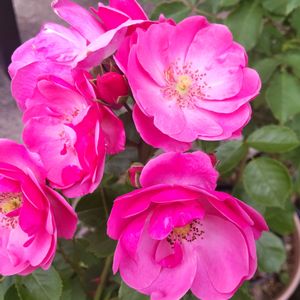 バラ アンジェラ,ガーデニング,実家の庭,福岡,花のある暮らしの画像