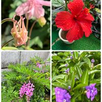オダマキ,ニオイバンマツリ,ニワフジ,ハイビスカス,庭の花の画像