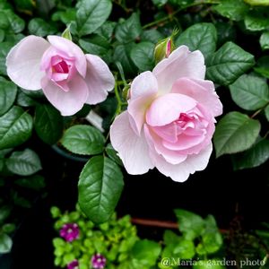 エボルブルス ブルーラグーン,バラ　セプタード・アイル,鉢植え,花のある暮らし,ノンフィルターの画像